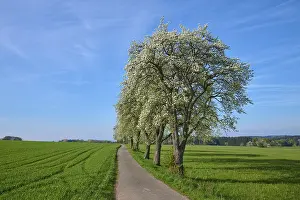 Deciduous Tree Row Drucke: Field path, pear tree, blossom