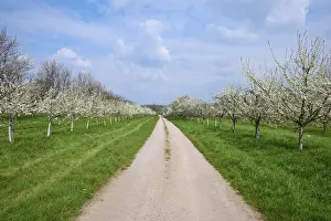 Fruit Growing In Germany Drucke: Field path, plum tree, cherry tree