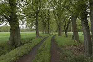 Deserted Country Lane Drucke: Field path with tree avenue, May