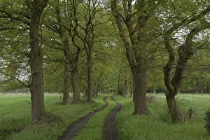 Deserted Country Lane Drucke: Field path with tree avenue, May