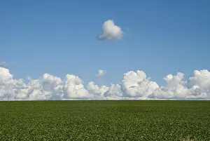 South American Legumes Drucke: Field planted with soybeans, clouds
