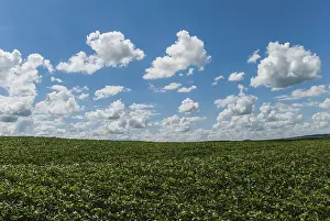 Green Agricultural Land Drucke: Field planted with soybeans, clouds