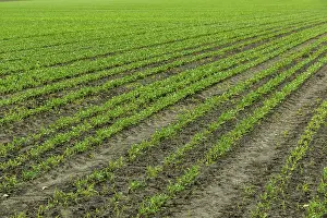 Agricultural Landscape Scenery Drucke: Field of the red beetroot in a summer