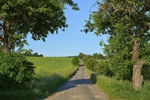 Deserted Country Lane Drucke: Field road with apple tree in spring