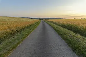 Evening Sun In The Countryside Drucke: Field road with wheat fields at sunset