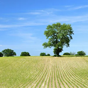 Agricultural Crop Growth Drucke: Field with rows of young corn plants in spring