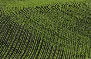 Deserted Farmland Photography Drucke: Field in spring time