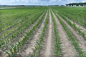 Southern Germany Farming Drucke: Field with sprouting Corn (Zea mays)