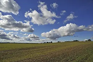 Agricultural Land Germany Drucke: Field with sprouting wheat, cumulus clouds