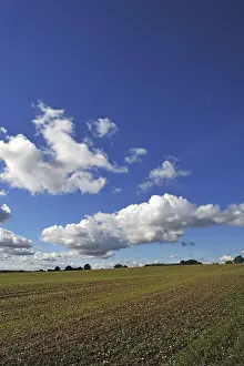 Rural Farmland Scenery Drucke: Field with sprouting wheat, cumulus clouds