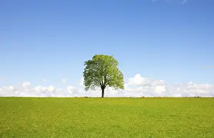 Agricultural Landscape Photo Drucke: Field, tree and blue sky