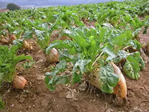 Agricultural Crops Drucke: Field with turnips