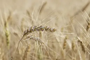 Agricultural Landscape Drucke: Field of wheat