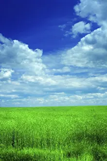 Rural Countryside Scene Drucke: Field of wheat and sky