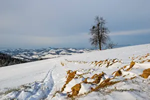 Rural Winter Scene Drucke: Field in winter covered with snow and tree in background