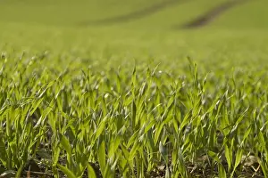 Grainfield Cultivation Drucke: Field of winter wheat