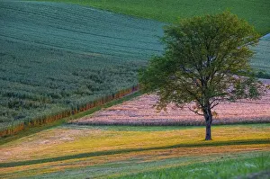 Grainfield Landscape Photography Drucke: Fields in contrasting colours with a tree