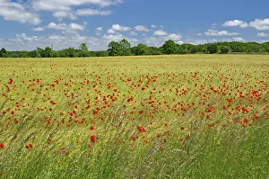 Swedish Countryside Landscape Drucke: Fields covered with poppies, spring