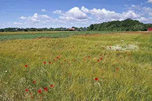 Red Poppy Flowers Drucke: Fields covered with poppies, spring