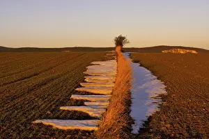 Winter Agricultural Scene Drucke: Fields in the evening light, St
