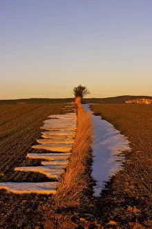Snow Covered Farmland Drucke: Fields in the evening light, St