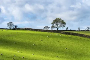 Farmland Landscape UK Drucke: Fields and Farms from a drone, Devon