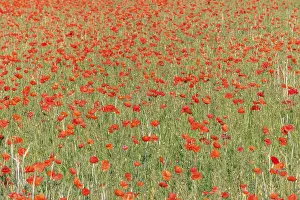 Travel Photography Alsace Region Drucke: Fields filled with poppies in spring in plain
