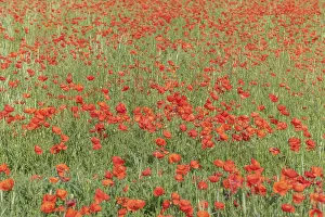 Red Poppy Field Drucke: Fields filled with poppies in spring in plain