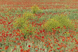 Farmland Flowers Drucke: Fields filled with poppies in spring in plain