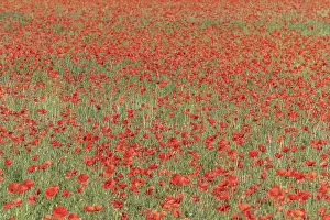 Western Europe Countryside Scenery Drucke: Fields filled with poppies in spring in plain