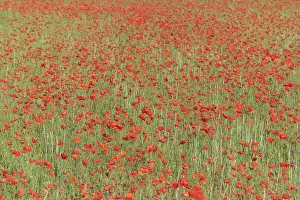 Springtime Landscape Photography Drucke: Fields filled with poppies in spring in plain