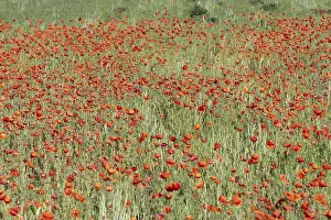 Springtime In France Drucke: Fields filled with poppies in spring in plain