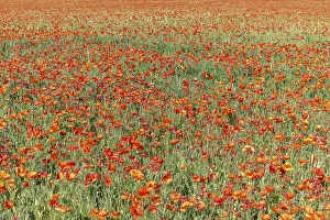 Agricultural Landscape Shots Drucke: Fields filled with poppies in spring in plain