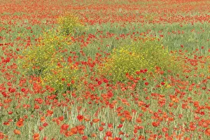 Springtime In France Drucke: Fields filled with poppies in spring in plain