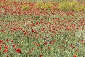 Western Europe Countryside Scene Drucke: Fields filled with poppies in spring in plain