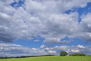 Central Europe Forest Scene Drucke: Fields, between forest and individual trees