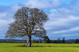 Fields, meadows and old oak tree