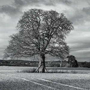 Agricultural Landscape UK Drucke: Fields, meadows and old oak tree in Black and White