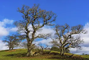 British Countryside Drucke: Fields, meadows and old oak trees