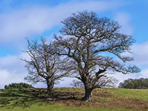 Devon Countryside Drucke: Fields, meadows and old oak trees