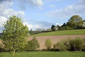 Odenwald Landscape Drucke: Fields, Odenwald, field, field