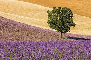 European Farmland Drucke: Fields on the Palteau de Valensole