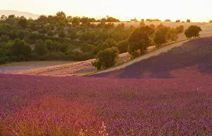 Provence Landscape Drucke: Fields on the Palteau de Valensole