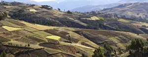 Cultivated Acreage Drucke: Fields of quinoa (Chenopodium quinoa) and other fields