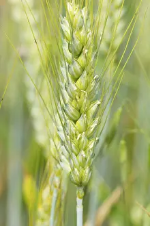 Empty Farm Field Drucke: Fields with ripe rye