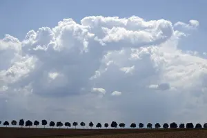 European Countryside Drucke: Fields and a row of trees in the Wetterau
