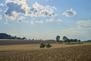 Southern Germany Uplands Scene Drucke: Fields and scattered trees under a slightly cloudy sky