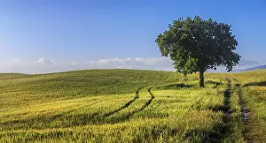 Hilly Countryside Europe Drucke: Fields and a tree in the morning light