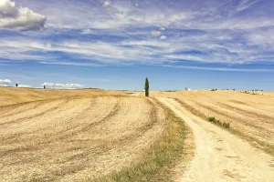 European Countryside Scenes Drucke: Fields in Tuscany