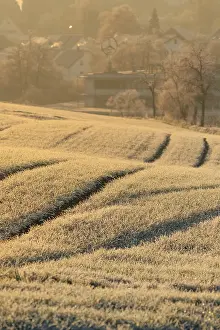 Winter Morning Atmosphere Drucke: Fields in winter at sunrise, Nagold